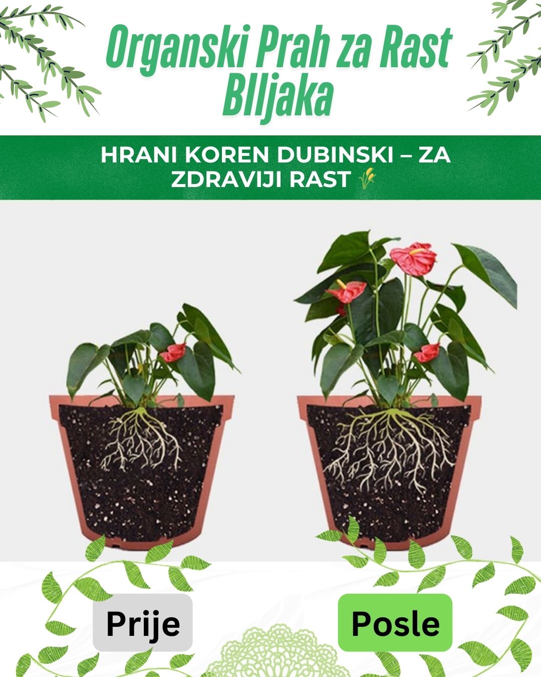 Organski Prah za Rast BIljaka